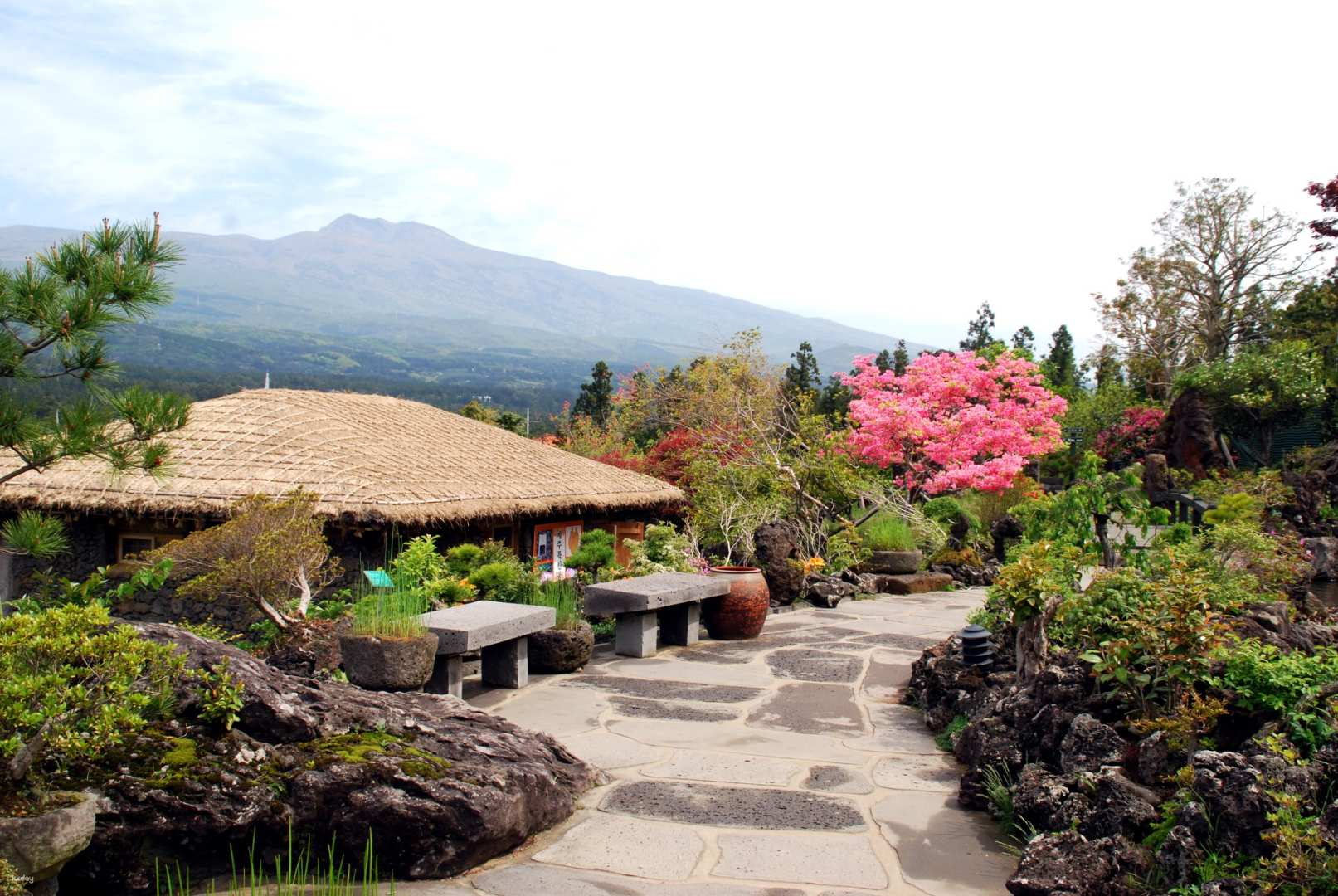 Experience the unique beauty of Jeju's basalt rocks and colorful wildflowers while tending bonsais and selecting fresh tangerines at the scenic Jeju Sumdo Museum. A true nature lover's haven awaits!